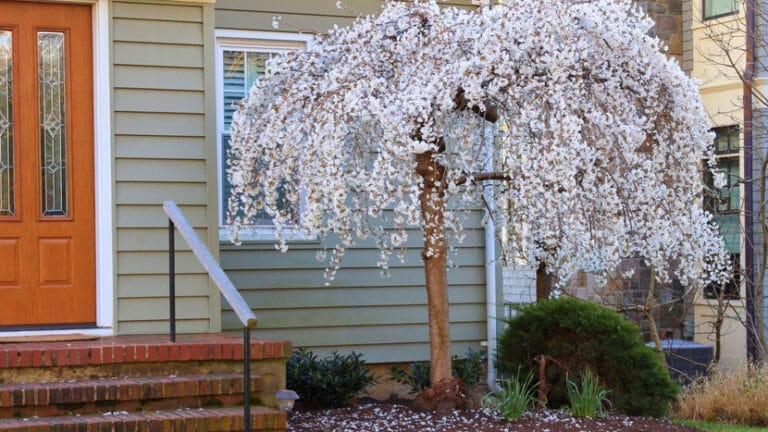 Exploring Unique Trees for Sale That Fit Your Space