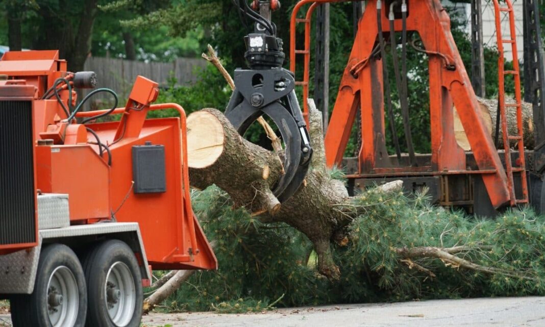 guide-to-tree-removal--1200x720