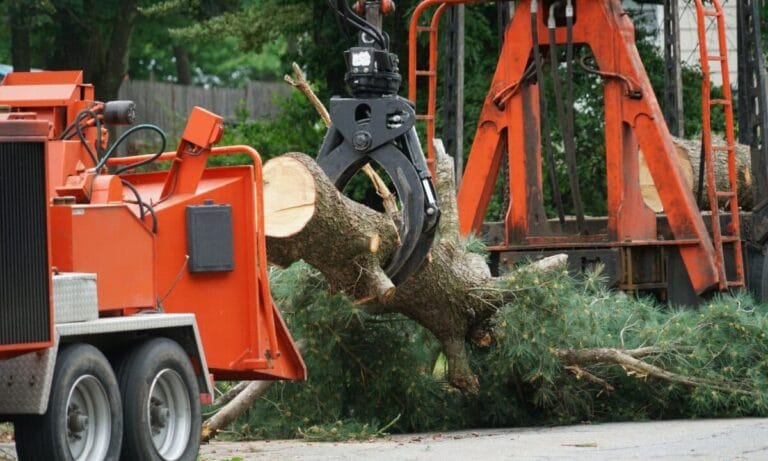 Tree Removal Cost & Services: What Homeowners Need to Know Before Hiring