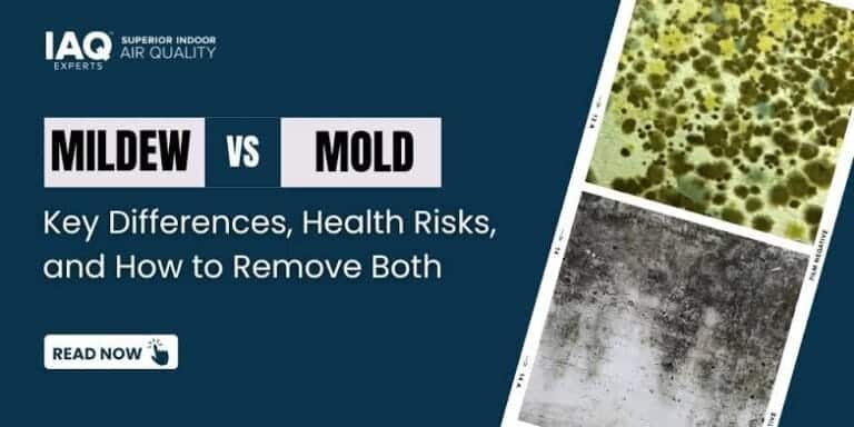 The Health Risks of Mold and Why Quick Removal Is Key